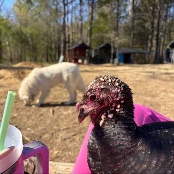 Plush Hot Pink Hair Scrunchie Set of 2 - Picture 5 of 5